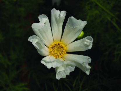 Picture of Cosmos - Hummingbird